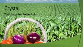  Presentation with maize - Beautiful presentation theme featuring vegetables with a maize field backdrop and a  colored foreground