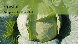  Presentation with cabbage - Cool new presentation theme with vegtable - head of cabbage growing backdrop and a gold colored foreground