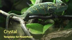  Presentation with wildlife - Presentation featuring veiled chameleon chamaeleo calyptratus also background and a tawny brown colored foreground