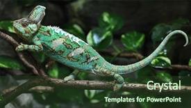 Presentation with wildlife - Presentation design featuring veiled chameleon chamaeleo calyptratus also background and a tawny brown colored foreground