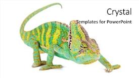  Presentation with photo - Colorful presentation theme enhanced with veiled chameleon chamaeleo calyptratus close backdrop and a white colored foreground