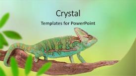  Presentation with photo - Cool new slide set with veiled chameleon chamaeleo calyptratus close backdrop and a soft green colored foreground