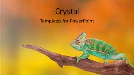  Presentation with photo - Colorful slides enhanced with veiled chameleon chamaeleo calyptratus close backdrop and a gold colored foreground
