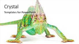  Presentation with close up of sundew drosera - Presentation design featuring veiled chameleon chamaeleo calyptratus close background and a white colored foreground