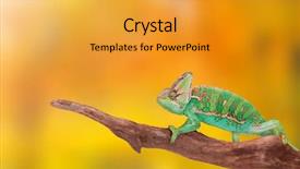  Presentation with photo - Amazing presentation design having veiled chameleon chamaeleo calyptratus close backdrop and a gold colored foreground
