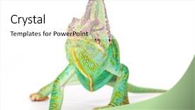 Presentation with photo - Colorful slide deck enhanced with veiled chameleon chamaeleo calyptratus close backdrop and a white colored foreground