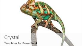  Presentation with growing micro greens isolated - Theme having veiled-chameleon-chamaeleo-calyptratus-isolated background and a white colored foreground