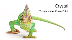  Presentation with background - Theme having veiled chameleon chamaeleo calyptratus isolated background and a white colored foreground