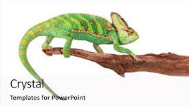  Presentation with growing micro greens isolated - Audience pleasing PPT layouts consisting of veiled chameleon chamaeleo calyptratus isolated backdrop and a white colored foreground