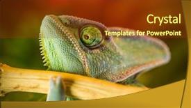  Presentation with camels resting in the desert - Theme enhanced with veiled chameleon chamaeleo calyptratus resting background and a tawny brown colored foreground