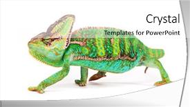  Presentation with photo - Amazing PPT theme having veiled chameleon chamaeleo calyptratus smilling backdrop and a white colored foreground