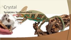  Presentation with insect - Amazing PPT theme having veiled-chameleon-eating-insect-isolated backdrop and a blonde colored foreground