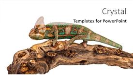  Presentation with branch - PPT theme having veiled-chameleon-on-a-branch background and a white colored foreground