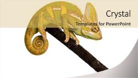  Presentation with branch - Cool new presentation theme with veiled chameleon on a branch backdrop and a yellow colored foreground