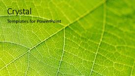  Presentation with vein - Theme featuring vein - fresh dreen leaf texture macro background and a gold colored foreground