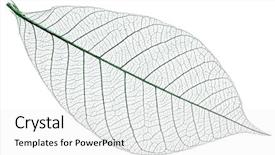  Presentation with vein - Slide deck featuring vein - skeleton of leaf background and a white colored foreground