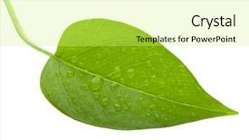  Presentation with water rain drop hanging on a fresh green leaf - Slide deck consisting of veins arteries - photo of leaf green background and a yellow colored foreground