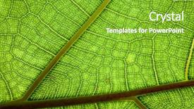  Presentation with veins - Theme featuring veins of a leaf colorfull background and a  colored foreground