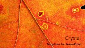  Presentation with veins - Colorful presentation theme enhanced with veins-of-the-leaf backdrop and a gold colored foreground