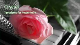  Presentation with pink rose - Theme featuring velentine - beautiful pink rose with decorative background and a wine colored foreground