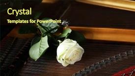  Presentation with pink rose petals on white - PPT theme featuring velentine - beautiful white rose inside piano background and a wine colored foreground