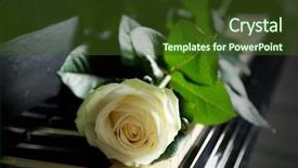  Presentation with piano - Colorful PPT theme enhanced with velentine - beautiful white rose on piano backdrop and a  colored foreground