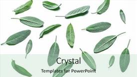  Presentation with sage - PPT theme enhanced with velvet leaves of garden sage background and a mint green colored foreground