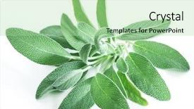  Presentation with sage - PPT layouts featuring velvet leaves of garden sage background and a mint green colored foreground