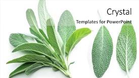  Presentation with sage - Theme having velvet leaves of garden sage background and a white colored foreground