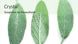  Presentation with sage - Cool new presentation theme with velvet leaves of garden sage backdrop and a mint green colored foreground