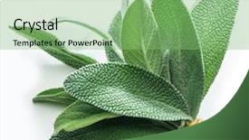  Presentation with sage - Beautiful presentation theme featuring velvet leaves of garden sage backdrop and a seafoam green colored foreground