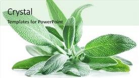  Presentation with sage - PPT theme consisting of velvet leaves of garden sage background and a mint green colored foreground
