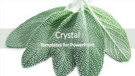  Presentation with sage - PPT layouts featuring velvet leaves of garden sage background and a gray colored foreground
