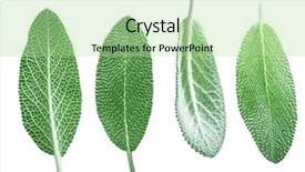  Presentation with sage - Slide deck having velvet leaves of garden sage background and a mint green colored foreground