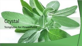  Presentation with sage - Presentation having velvet leaves of garden sage background and a seafoam green colored foreground