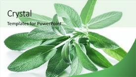  Presentation with sage - PPT theme enhanced with velvet leaves of garden sage background and a mint green colored foreground