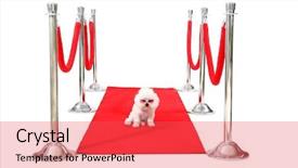  Presentation with hollywood red - Audience pleasing theme consisting of velvet rope - jolie a pure breed bichon backdrop and a red colored foreground