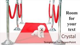  Presentation with hollywood red carpet - Theme enhanced with velvet rope - jolie a pure breed bichon background and a lemonade colored foreground