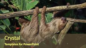 Presentation with venezuela - Presentation theme consisting of venezuela - linnaeus's two-toed sloth choloepus didactylus background and a tawny brown colored foreground