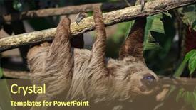  Presentation with venezuela - Slide deck with venezuela - linnaeus's two-toed sloth choloepus didactylus background and a tawny brown colored foreground