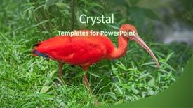  Presentation with venezuela - Presentation theme consisting of venezuela - red ibis bird background and a tawny brown colored foreground