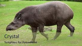  Presentation with venezuela - Presentation design enhanced with venezuela - south american tapir tapirus terrestris background and a mint green colored foreground