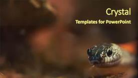  Presentation with reptile python snakeskin leather snake - PPT theme with venom - head of snake close up background and a tawny brown colored foreground