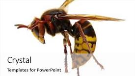  Presentation with hornet - Slide deck with venom - hornet isolated on white background and a white colored foreground