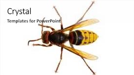  Presentation with hornet - Slides with venom - hornet isolated on white background and a white colored foreground
