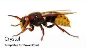  Presentation with hornet - Colorful slide deck enhanced with venom - hornet isolated on white backdrop and a white colored foreground