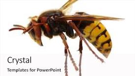  Presentation with hornet - Amazing slide deck having venom - hornet isolated on white backdrop and a white colored foreground