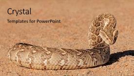  Presentation with africa - Slide deck having venom - puff adder bitis arietans background and a coral colored foreground