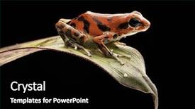  Presentation with tropical rainforest - Presentation theme featuring venom - red poison dart frog oophaga background and a black colored foreground