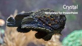  Presentation with corral reef - Theme consisting of venom - reef stonefish synanceia verrucosa also background and a gray colored foreground